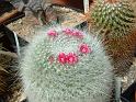 Mammillaria haniana